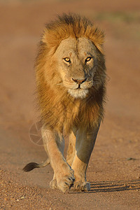 马赛狮图片