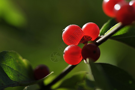 树枝上的红莓图片