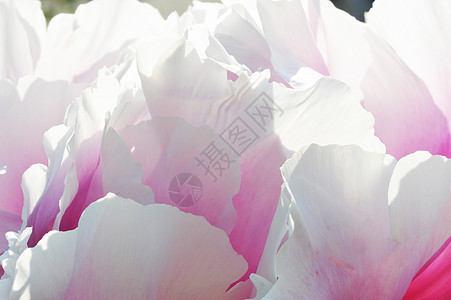 透明花瓣图片 透明花瓣素材 透明花瓣高清图片 摄图网图片下载