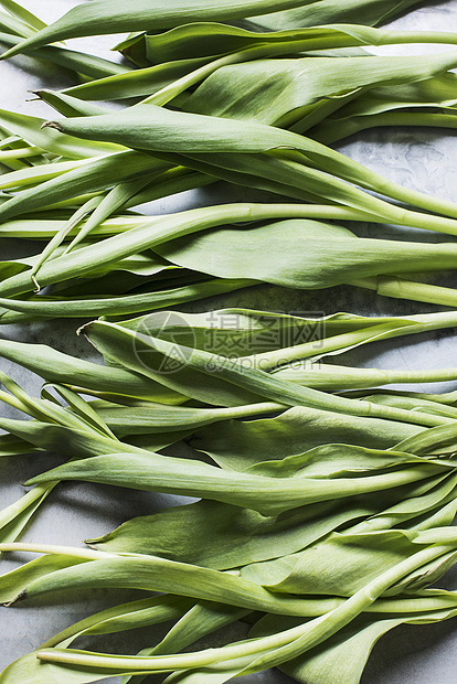 植物的茎叶图片