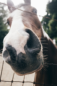 马的头图片