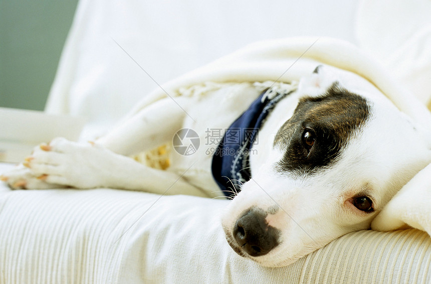 躺在沙发毯子上的狗图片