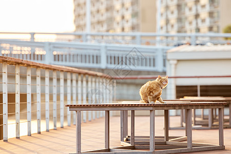 暖冬夕阳下的猫咪图片