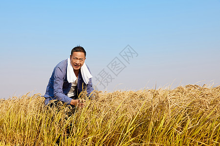 稻田里农民采集稻穗图片