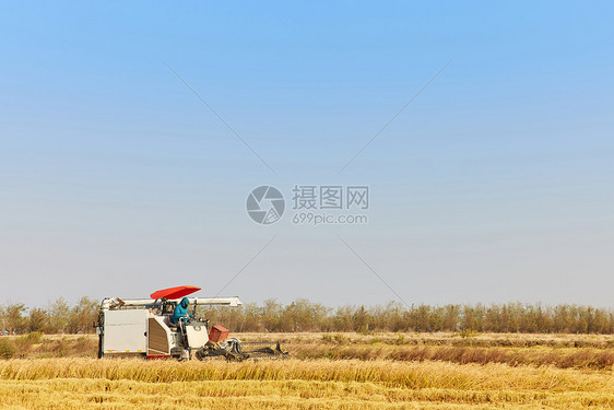 金色秋稻田收获季节图片