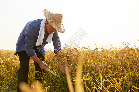 夕阳下田野里农民收割水稻图片