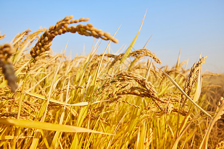 秋季水稻背景图片