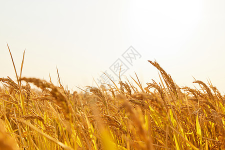 稻田里成熟饱满的稻穗背景图片