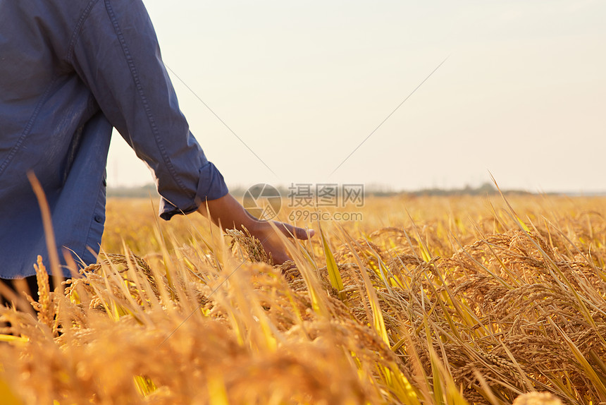 农民手拂过丰收的稻穗背影图片