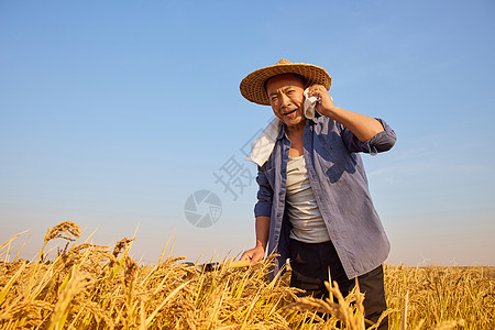 稻田里农民辛勤劳作擦汗动作图片素材