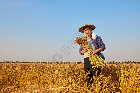 农民拿着水稻形象图片