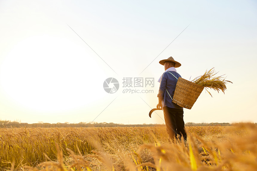 夕阳下田野里农民秋收的背影图片