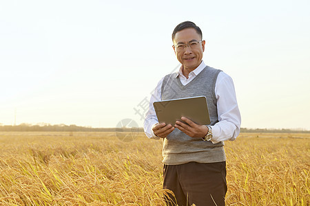 在稻田里考察农作物的农业科研人员图片