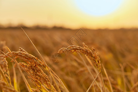 秋季夕阳下的稻穗背景图片