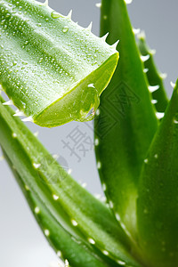 花与水滴素材清新芦荟背景