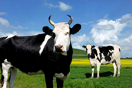清新自然景观内蒙古草原上的母牛背景