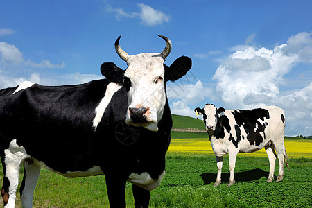 内蒙古草原上的母牛图片