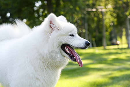 动物白昼萨摩犬狗图片