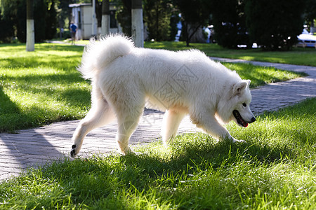 动物白昼萨摩犬狗图片