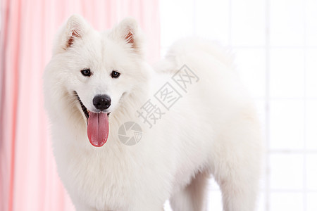 动物白昼萨摩犬狗图片