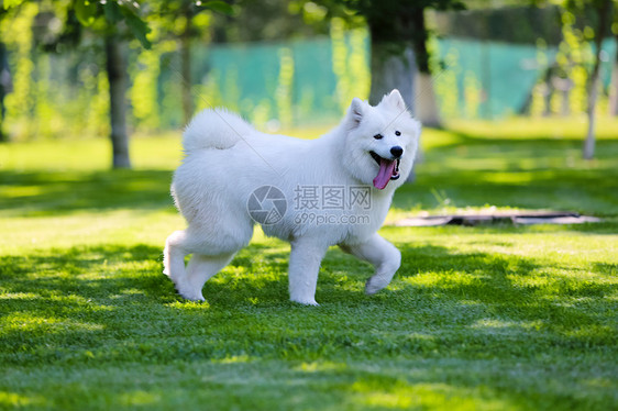 动物白昼萨摩犬狗图片