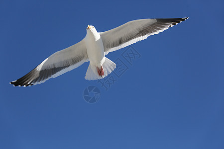 空中飞翔的海鸥图片
