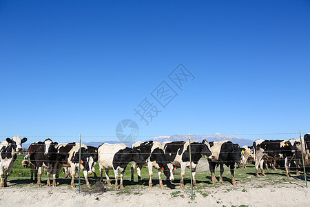 田园风光动物奶牛牧场高清图片
