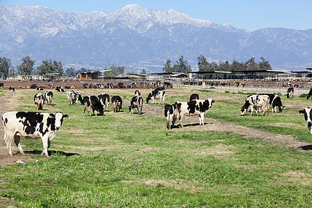 大农场原生态文化田地奶牛牧场背景图片