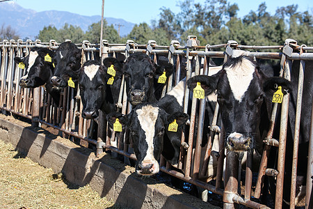 奶牛牧场牲畜动物群高清图片