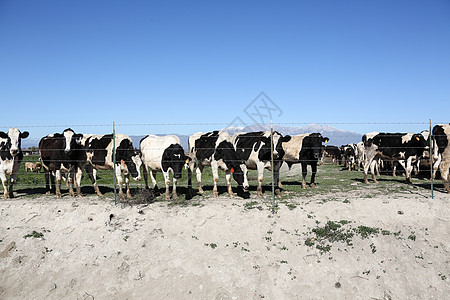 牲畜栏杆田地奶牛牧场图片