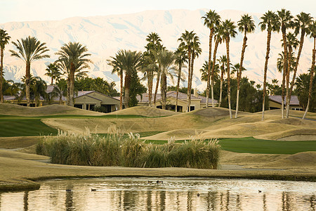 棕榈树高尔夫球场图片