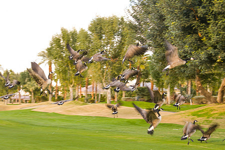 高尔夫球场上的鸭子图片