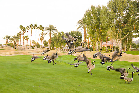 动物日光摄影高尔夫球场图片