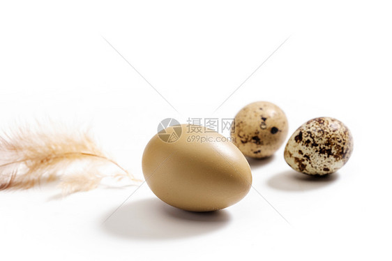 鸡蛋鹌鹑蛋和羽毛图片