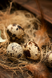 原生态巢里的鹌鹑蛋和羽毛图片