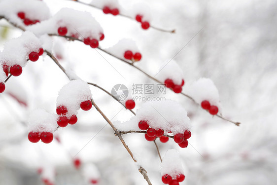 二十四节气乔木红色雪后的金银木果实图片