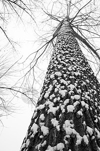 下雪后的湖边和山上风景图片