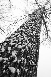 下雪后的湖边和山上风景图片