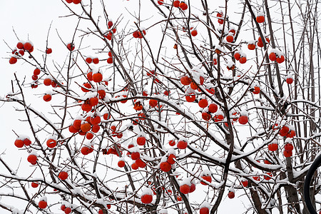 小寒冬至雪景下雪后的柿子树图片