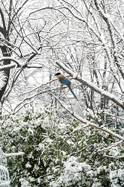 下雪后的湖边和山上风景图片