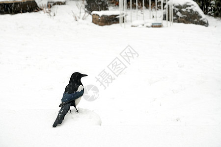 下雪后的湖边和山上风景高清图片