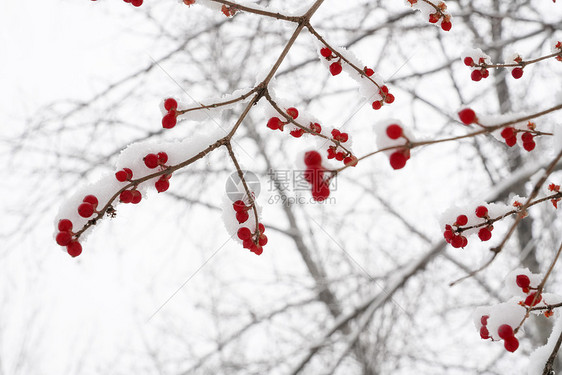 下雪后的湖边和山上风景图片