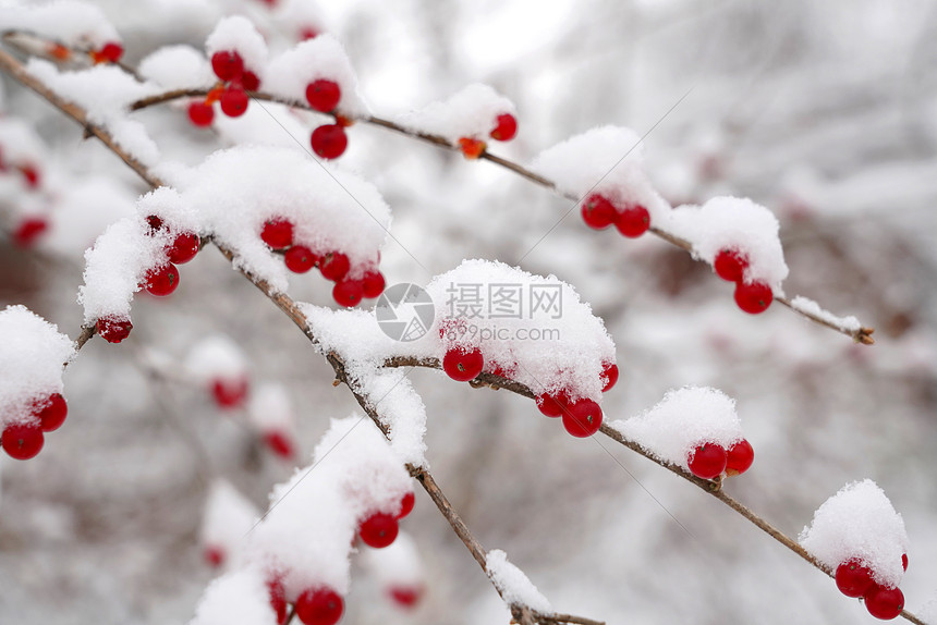 下雪后的湖边和山上风景图片