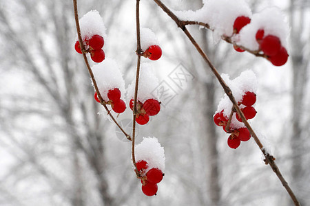 下雪后的湖边和山上风景图片