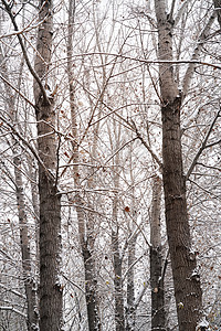 下雪后的湖边和山上风景图片