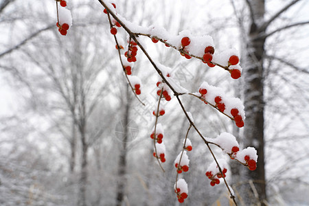 下雪后的湖边和山上风景图片