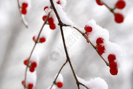 下雪后的湖边和山上风景图片