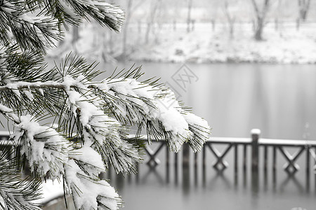 大雪天气立冬二十四节气环境大雪后的景象背景