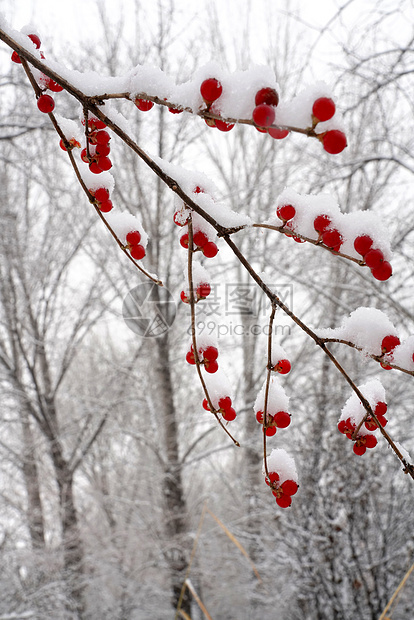 立冬二十四节气环境大雪后的景象图片