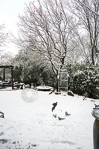 立冬二十四节气环境大雪后的景象植物高清图片素材